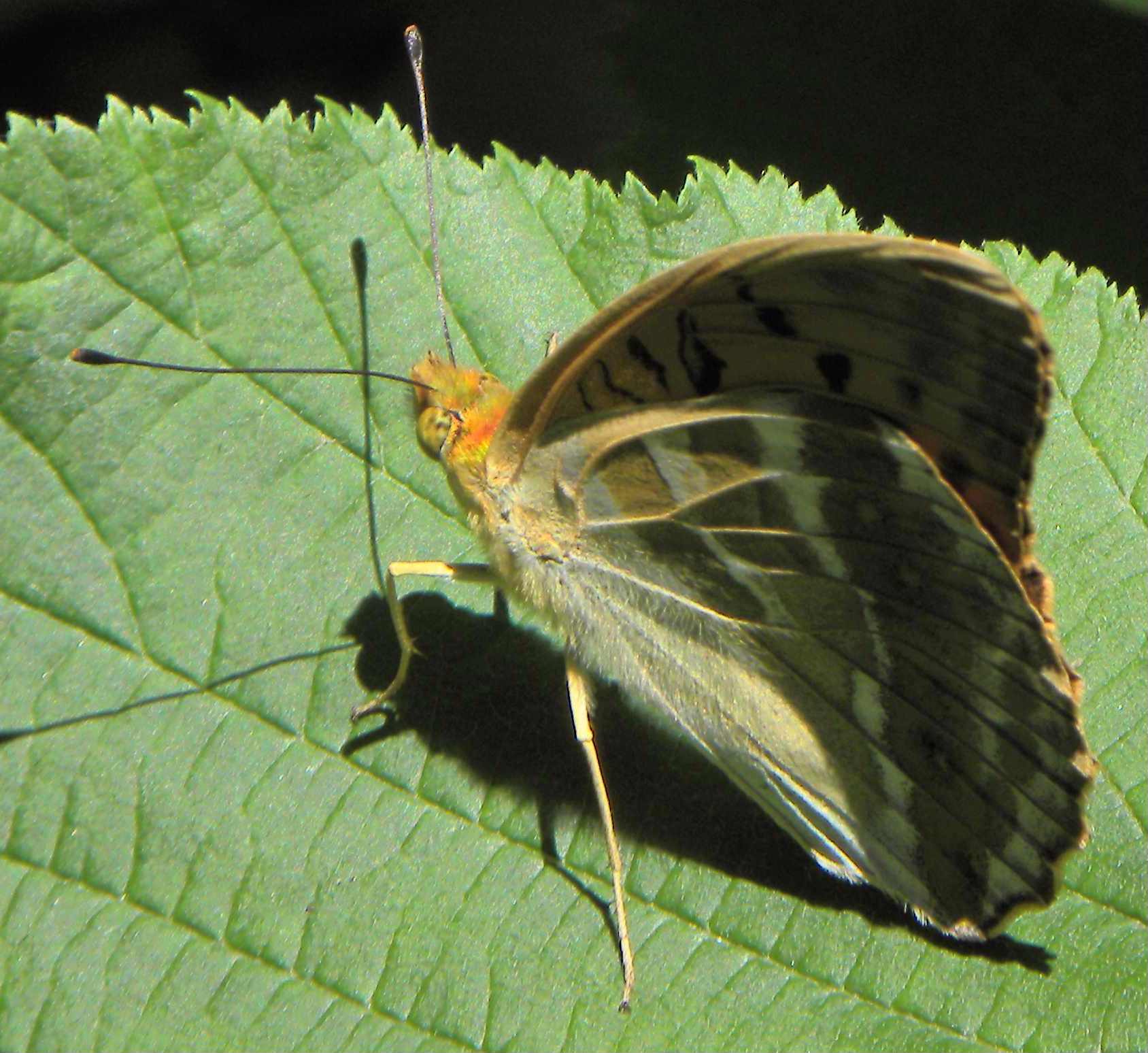 identificazione farfalla